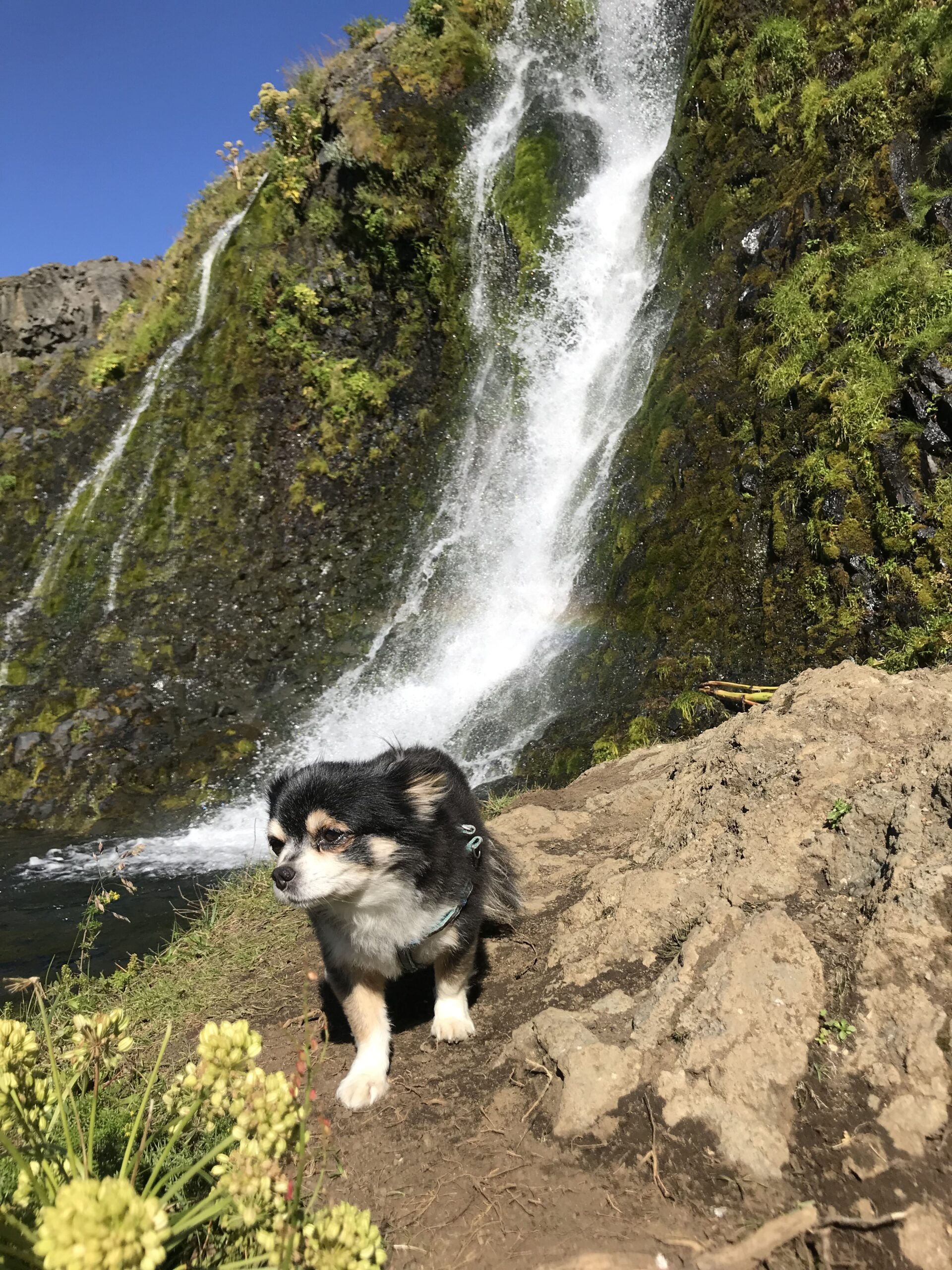 Pössun og þjálfun
