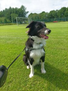 Dog walking